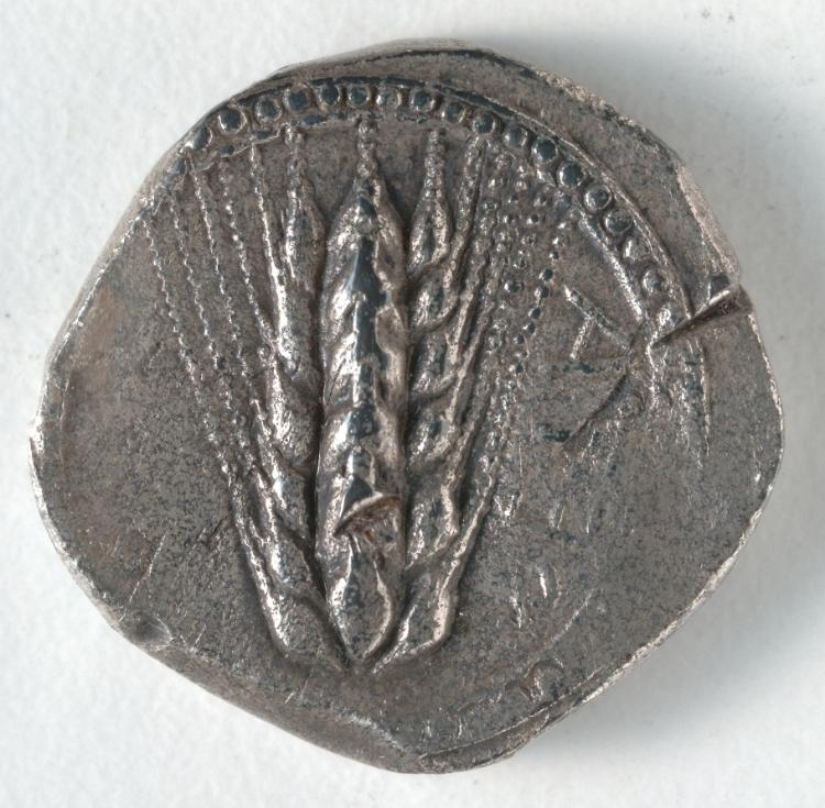 Stater: Barley (obverse), c. 530–510 BCE (Cleveland Museum of Art 1916.986.a)