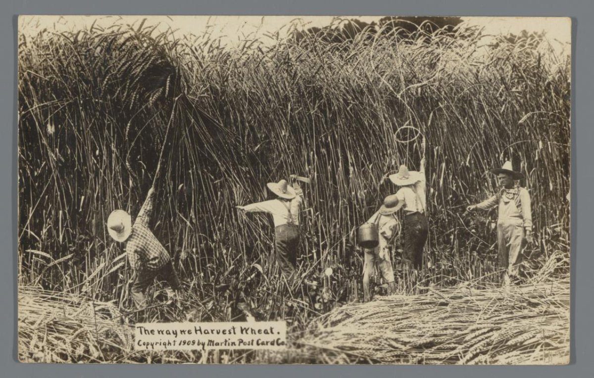 Picture postcard with five people trying to harvest giant grain